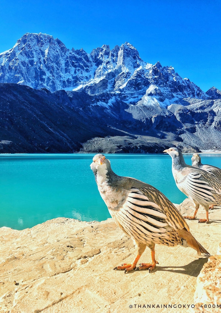 thanka inn gokyo