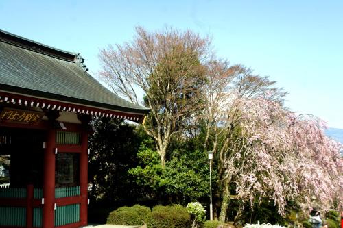 fujino kirameki