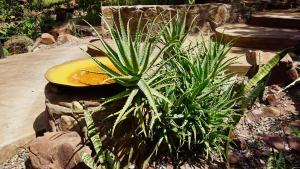 leopards rock bush boutique