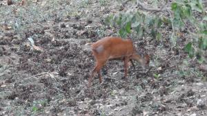 birds babble self catering guest house