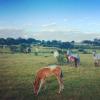 kingston farm