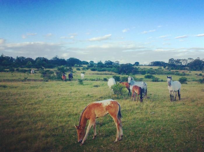 kingston farm