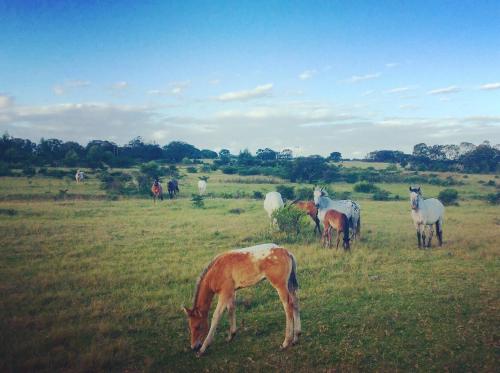 kingston farm