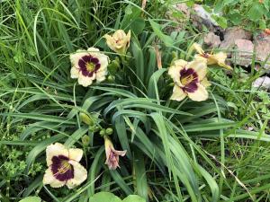 hills and dales accommodation