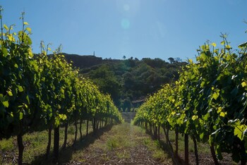 Laborie Estate,Cape Winelands>>Cape Town,3.5 star