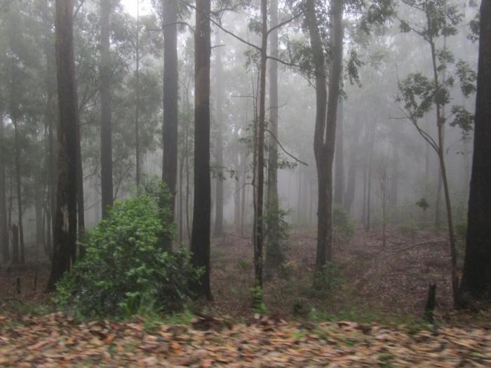 green herbal ayurvedic eco lodge