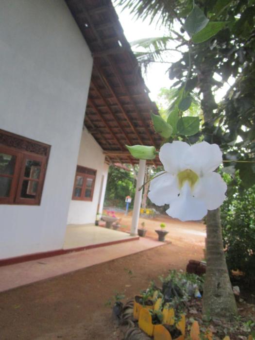 green herbal ayurvedic eco lodge