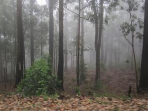 green herbal ayurvedic eco lodge