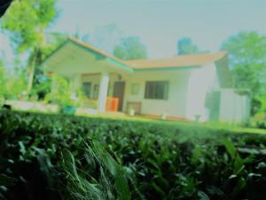 green herbal ayurvedic eco lodge