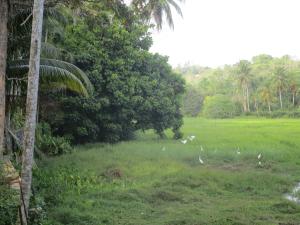 green herbal ayurvedic eco lodge