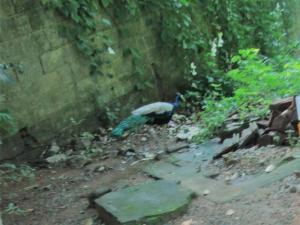 green herbal ayurvedic eco lodge