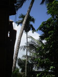 green herbal ayurvedic eco lodge