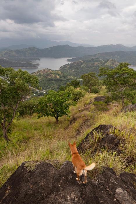 kandy victoria eco resort