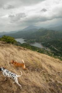kandy victoria eco resort