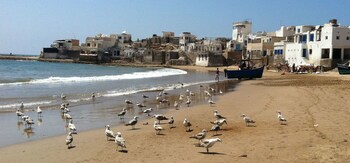 sidi bibi