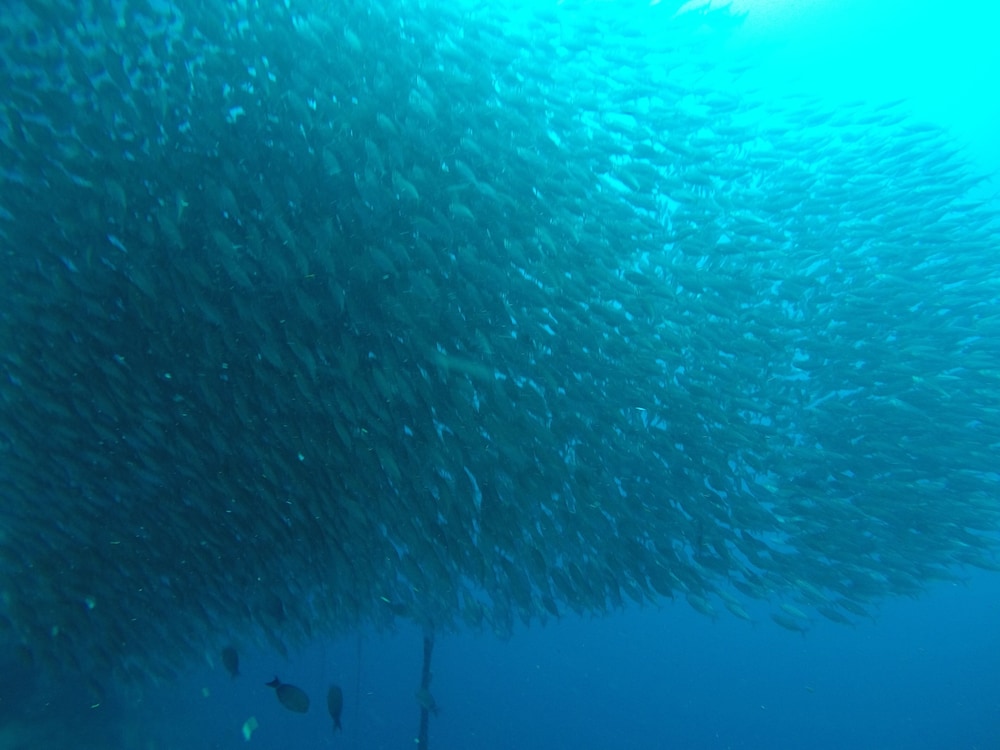 westcoast guest house