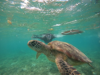 westcoast guest house