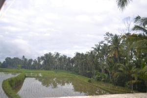 buda cottage ubud
