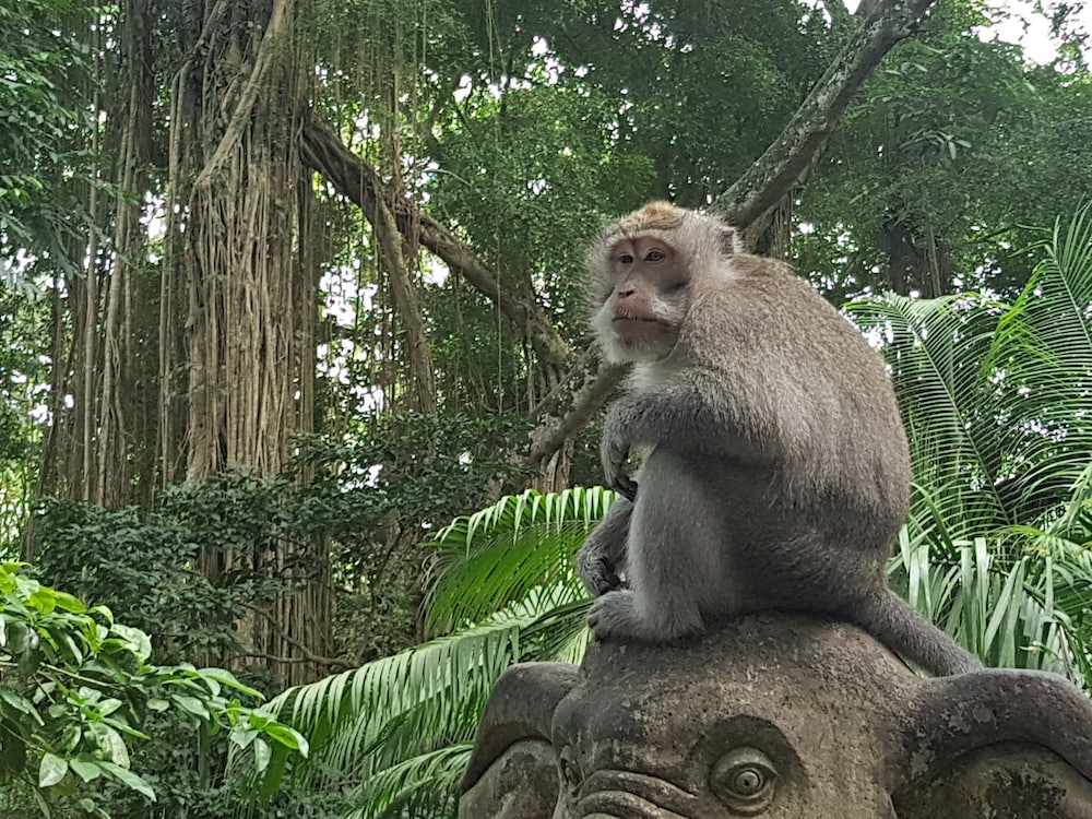 ubud