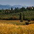 grosseto