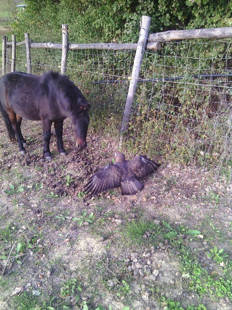 agriturismo artisti del cavallo