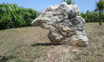 tortora