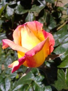 casa t bed and breakfast and home restaurant