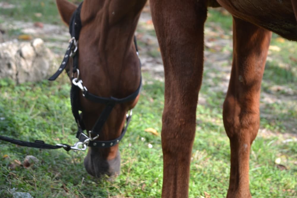 la tenuta resort agricolo