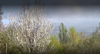 agriturismo le cammarose