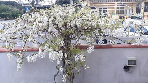 terracina