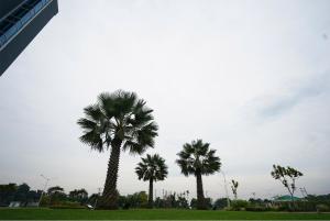 the lively hotel kualanamu airport medan