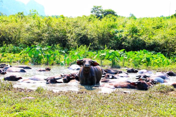 phong nha coco house