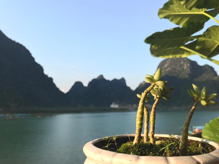 phong nha coco house