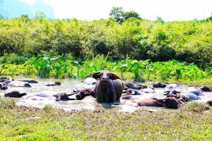 phong nha coco house