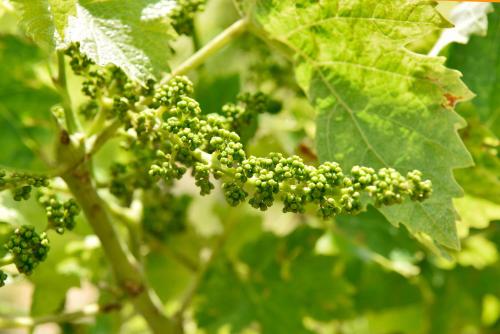domaine d arcalis