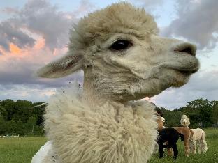 gite pres des montgolfieres