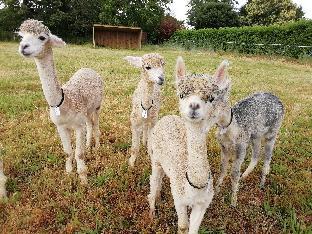 gite pres des montgolfieres