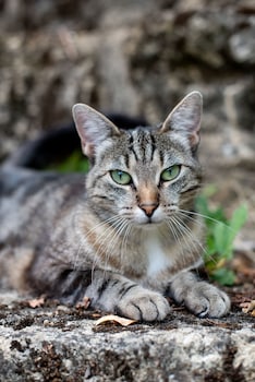 chateau latour segur suites and spa