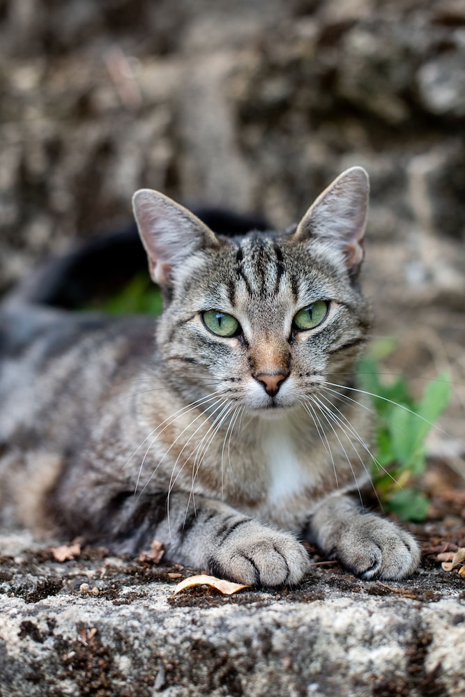 chateau latour segur suites and spa