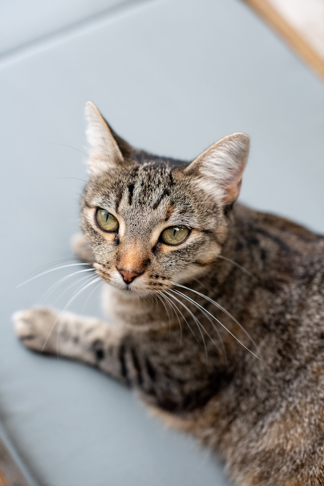 chateau latour segur suites and spa