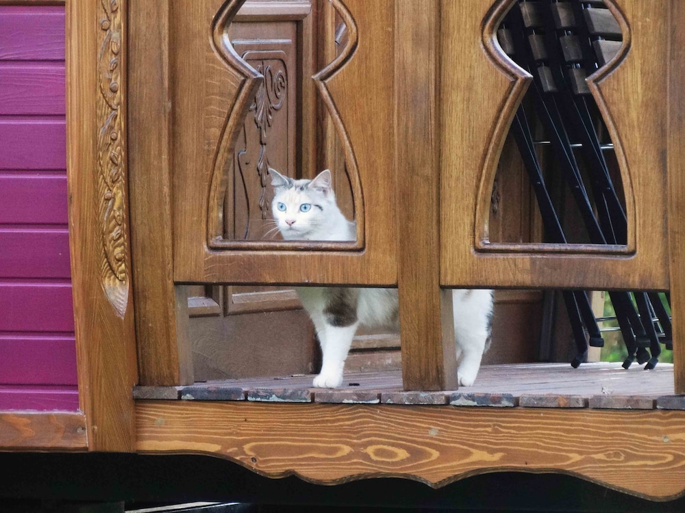 sulniac