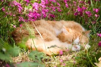 la closerie aux violettes maison dhotes