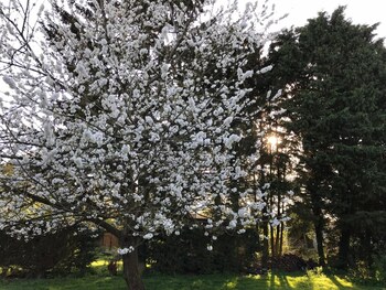 chambre dhotes coquelicot