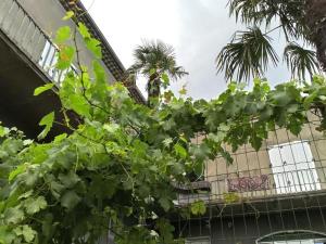 maison jaffran suite en ville