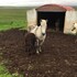 skagafjorour