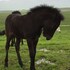skagafjorour