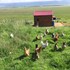skagafjorour