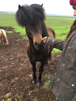 skagafjorour