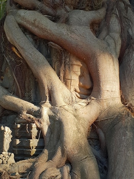 treeline urban resort