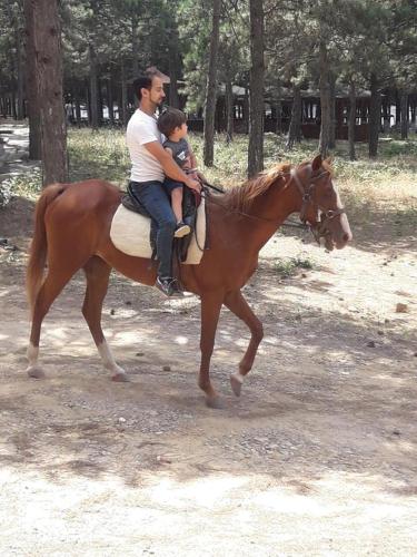 castle nolana hotel and horse club